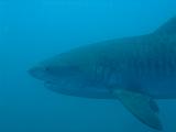 Sudafrica Sara - 18